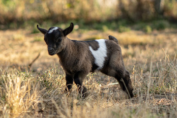 Cabras enanans - dwarf goats
