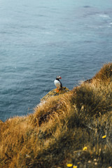 seagull on the rocks