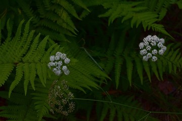 green fern