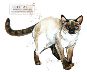Thai cat. home pet. breed of Cats series. cute kitten. watercolor domestic animal illustration. 