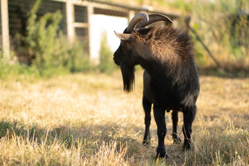 Cabras enanans - dwarf goats