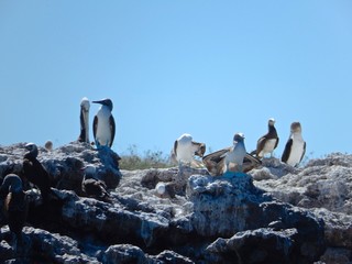アオアシカツオドリ