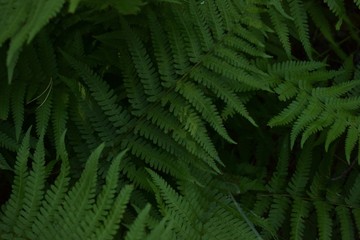 Fototapeta na wymiar green fern