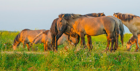Horse in a bright field with colorful wild flowers at sunrise in an early summer morning with a blue sky, Almere, Flevoland, The Netherlands, August 11, 2020 © Naj