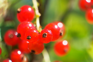 Perfect ripe redcurrants ribes rubrum on the branch between green leaves in the sunlight in home garden. Taste of summer