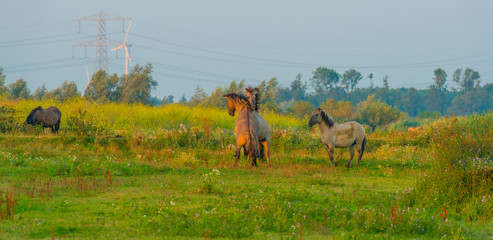 Horse in a bright field with colorful wild flowers at sunrise in an early summer morning with a blue sky, Almere, Flevoland, The Netherlands, August 11, 2020 © Naj