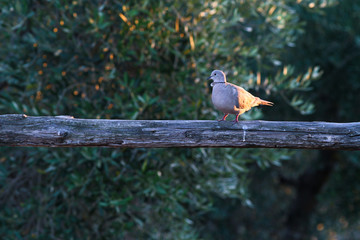 Pigeon resting on a fence. Nature of trees in the background.