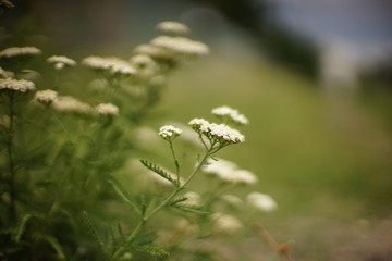 Yarrow with white flowers grow in the summer garden