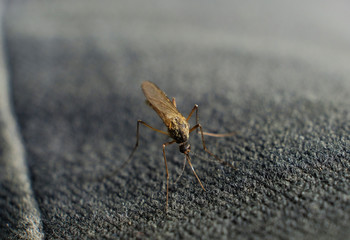 bite of a mosquito on human body through the fabric