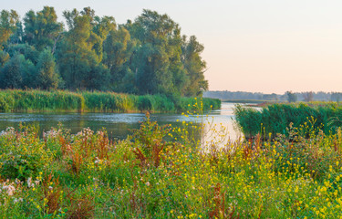The edge of a lake at sunrise in an early bright summer morning with a colorful sky in sunlight, Almere, Flevoland, The Netherlands, August 11, 2020