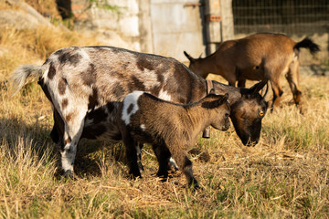 Cabras enanans - dwarf goats