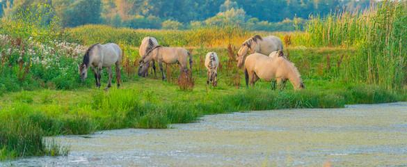 Horse in a bright field with colorful wild flowers at sunrise in an early summer morning with a blue sky, Almere, Flevoland, The Netherlands, August 11, 2020 © Naj