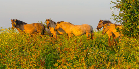 Horse in a bright field with colorful wild flowers at sunrise in an early summer morning with a blue sky, Almere, Flevoland, The Netherlands, August 11, 2020 © Naj