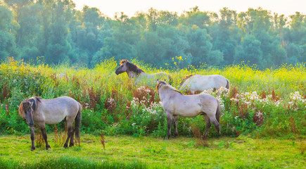 Horse in a bright field with colorful wild flowers at sunrise in an early summer morning with a blue sky, Almere, Flevoland, The Netherlands, August 11, 2020 © Naj