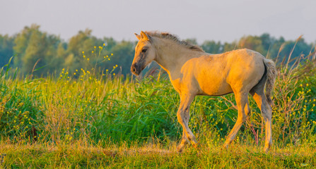 Horse in a bright field with colorful wild flowers at sunrise in an early summer morning with a blue sky, Almere, Flevoland, The Netherlands, August 11, 2020 © Naj