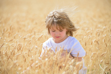 Happy little kids farmer on field. Wheat is a cereal plant, the grain of which is ground to make flour for bread. Small boy enjoy childhood years on farm. Farming and agriculture cultivation.