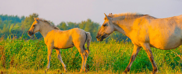 Horse in a bright field with colorful wild flowers at sunrise in an early summer morning with a blue sky, Almere, Flevoland, The Netherlands, August 11, 2020 © Naj