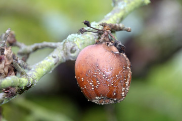 Fauler Apfel