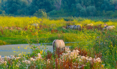 Horse in a bright field with colorful wild flowers at sunrise in an early summer morning with a blue sky, Almere, Flevoland, The Netherlands, August 11, 2020 © Naj