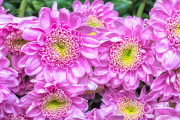 Macro photo of bright pink chrisantemum bouquet