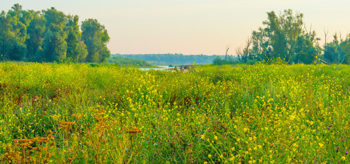 Horse in a bright field with colorful wild flowers at sunrise in an early summer morning with a blue sky, Almere, Flevoland, The Netherlands, August 11, 2020 © Naj