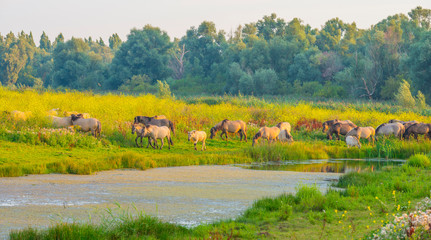 Horse in a bright field with colorful wild flowers at sunrise in an early summer morning with a blue sky, Almere, Flevoland, The Netherlands, August 11, 2020 © Naj