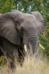 Fototapeta premium African bush elephant or African savanna elephant (Loxodonta africana). Mpumalanga, South Africa