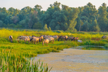 Horse in a bright field with colorful wild flowers at sunrise in an early summer morning with a blue sky, Almere, Flevoland, The Netherlands, August 11, 2020 © Naj