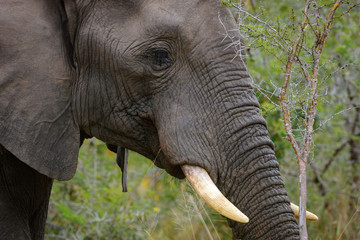 African bush elephant  or African savanna elephant (Loxodonta africana). Mpumalanga, South Africa