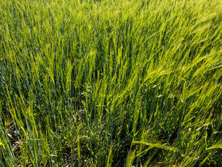 Getreidefeld im Wind
