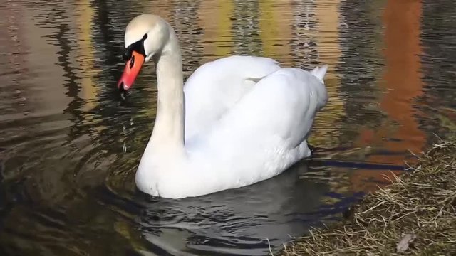 the white Swan swims and takes seaweed out of the water and eats it