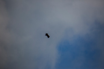 Vulture flight in Montsec, Lleida, Spain