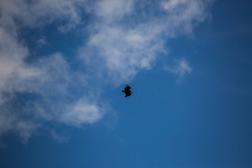 Naklejka na ściany i meble Vulture flight in Montsec, Lleida, Spain