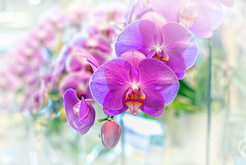Vanda orchid flower in Thailand