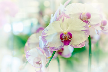 Vanda orchid flower in Thailand
