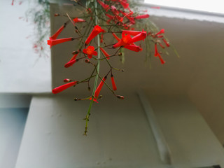 Red flowers hanging from the roof top.