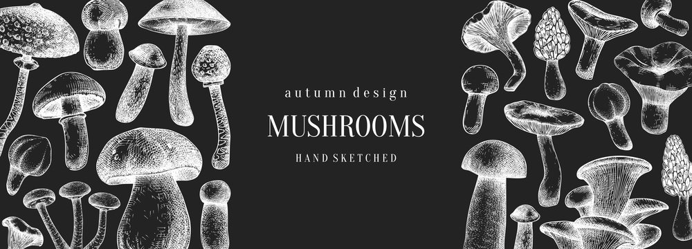 Vintage mushrooms banner on a chalkboard. Edible mushrooms vector background. Hand drawn food drawings. Forest plant sketches. 