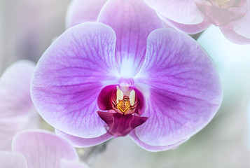 Vanda orchid flower in Thailand