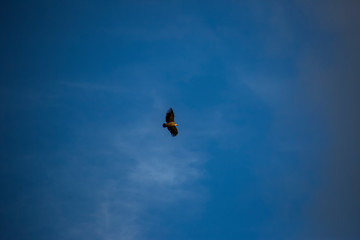 Fototapeta na wymiar Vulture flight in Montsec, Lleida, Spain