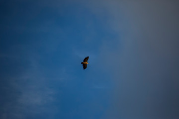 Vulture flight in Montsec, Lleida, Spain