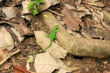 Small green gecko on a light brown tree in on the ground of a jungle in Costa Rica