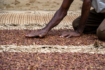 Hands of Older African Man Spreading a Clove to dry on the thatched mat at Pemba island, Zanzibar,...