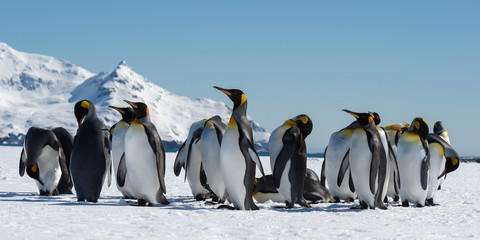 Group of King Penguins (Aptenodytes patagonicus) gathered in circle on snow covered Salisbury Plain, South Georgia Island, Antarctic © Gabrielle