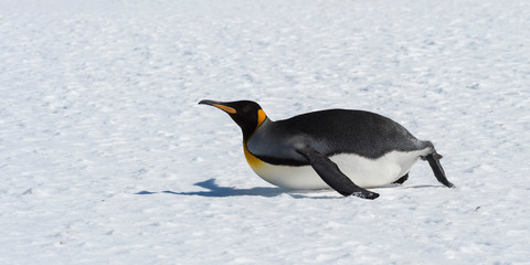 King Penguin (Aptenodytes patagonicus) sliding on the belly on snow, Salisbury Plain, South Georgia Island, Antarctic