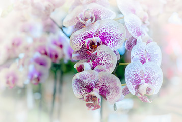 Vanda orchid flower in Thailand