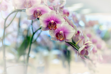 Fototapeta na wymiar Vanda orchid flower in Thailand