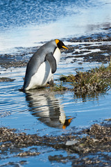 Fototapeta na wymiar King Penguin (Aptenodytes patagonicus) crossing a stream, Salisbury Plain, South Georgia, Antarctic