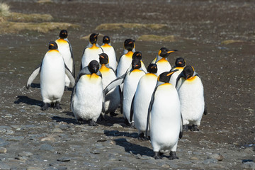 Group of King Penguins (Aptenodytes patagonicus) walking on the beach, Salisbury Plain, South Georgia Island, Antarctic
