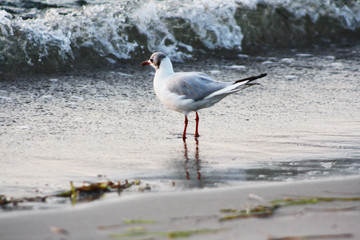 Silver Gull Photos , Sunrise