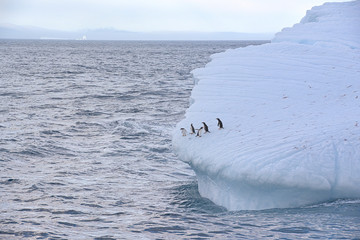 Gentoo penguins (Pygoscelis papua) on a floating iceberg, Cooper Bay, South Georgia, South Georgia and the Sandwich Islands, Antarctica